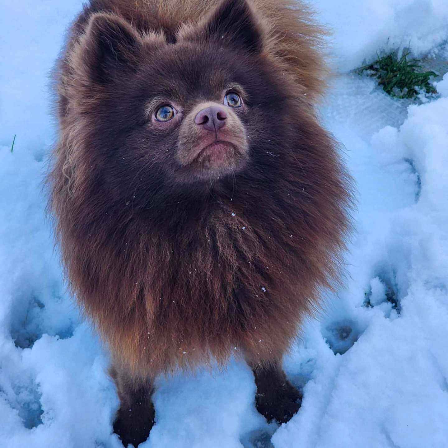 Milo