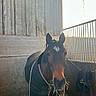 horse, stable, hay, animal, barn, blanket, muzzle, ears, straw, fence, sunlight, concrete_wall, indoors, stall, brown_horse, feeding, head, mane, equine, tether