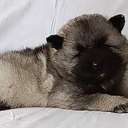 Arès a rejoint le concours — aidez-le/la à gagner de superbes lots ! puppy, dog, animal, pet, fluffy, cute, lying_down, fur, young, domestic_animal, white_background, resting, small, adorable, mammal, canine, face, ears, paw, sleepy