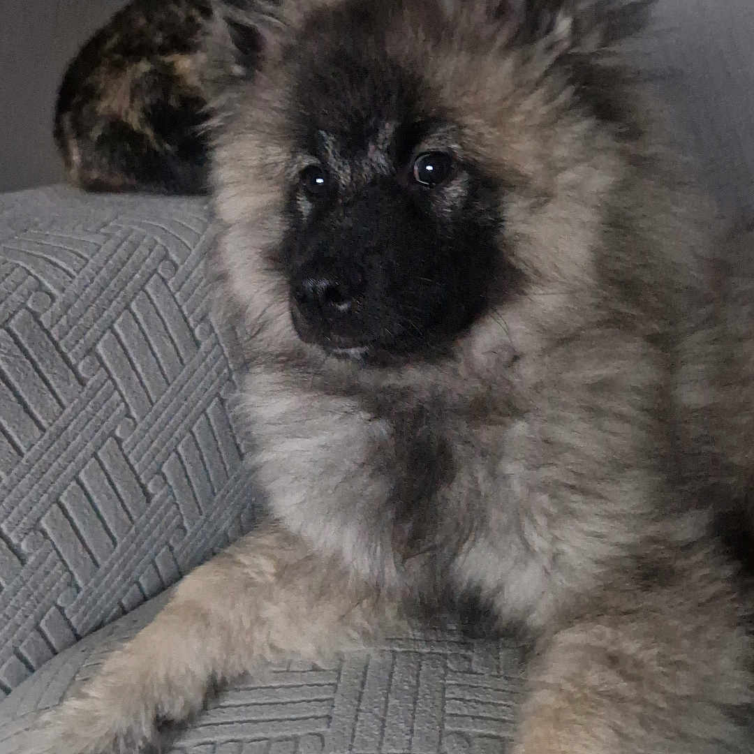 Arès a rejoint le concours — aidez-le/la à gagner de superbes lots ! dog, fluffy, couch, indoor, pet, animal, relaxed, fur, face, tortoiseshell_cat, cat, background, home, furniture, texture, curious, resting, companion, cozy, calm