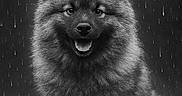 Arès participe au concours pour gagner de l'argent avec cette photo : dog, fluffy, rain, black_and_white, portrait, smiling, outdoor, fur, cute, sitting, animal, wet, nature, happy, canine, pet, raindrops, grass, mood, closeup