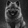 dog, fluffy, rain, black_and_white, portrait, smiling, outdoor, fur, cute, sitting, animal, wet, nature, happy, canine, pet, raindrops, grass, mood, closeup