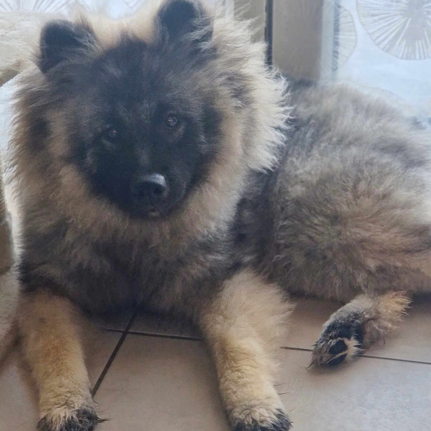 Arès participe au concours pour gagner de l'argent avec cette photo : dog, fluffy, indoor, tile_floor, curtain, pet, animal, lying_down, fur, paws, cute, companion, canine, looking_at_camera, soft_light, domestic, resting, curious, furry, mammal