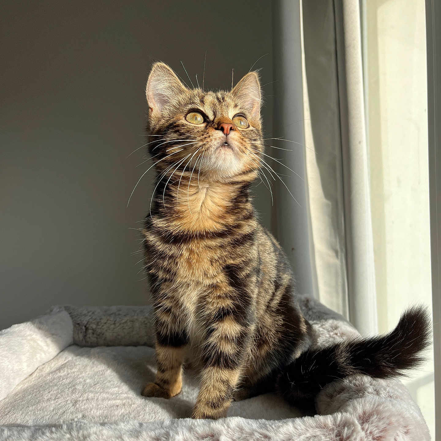 Vénus participe au concours pour gagner de l'argent avec cette photo : abyssinian, angora, animal, cat, couch, furniture, kitten, manx, pet