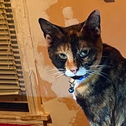 Shadow is registered to the contest to win money with this photo: cat, tortoiseshell, indoor, collar, bell, window, blinds, wall, paint, curious, pet, feline, animal, looking, closeup, patterned_surface, table, domestic, whiskers, ear