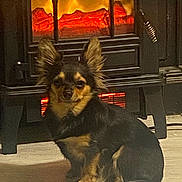 Bella is registered to the contest to win money with this photo: dog, small_dog, chihuahua, pet, animal, fur, ears, sitting, floor, fireplace, electric_fireplace, warmth, indoors, cozy, black, brown, fur_texture, relaxing, comfort, home