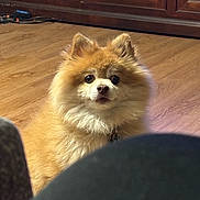 Koda is registered to the contest to win money with this photo: dog, pomeranian, fluffy, indoor, wooden_floor, wooden_cabinet, pet, animal, cute, small_dog, fur, sitting, looking, curious, domestic, companion, canine, adorable, eyes, nose