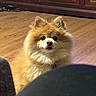 dog, pomeranian, fluffy, indoor, wooden_floor, wooden_cabinet, pet, animal, cute, small_dog, fur, sitting, looking, curious, domestic, companion, canine, adorable, eyes, nose
