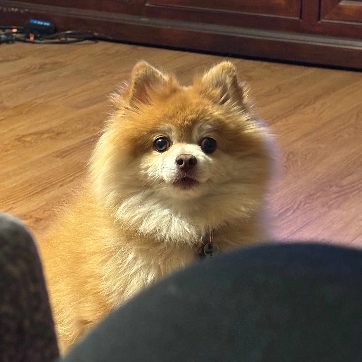 Koda
