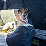 dog, puppy, car_interior, dog_bed, happy, smiling, pet, seat, leash, harness, sunlight, black_seat, blanket, toy, backseat, domestic_animal, canine, animal, transportation, travel