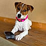 Aria a rejoint le concours — aidez-le/la à gagner de superbes lots ! puppy, dog, pet, collar, pink_collar, wooden_floor, toy, chew_toy, brown_and_white, cute, animal, domestic_animal, indoor, floor, young_dog, looking, paw, ears, face, portrait