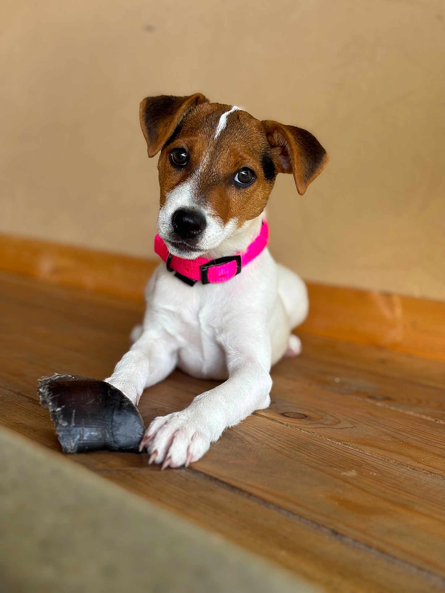 Aria a rejoint le concours — aidez-le/la à gagner de superbes lots ! puppy, dog, pet, collar, pink_collar, wooden_floor, toy, chew_toy, brown_and_white, cute, animal, domestic_animal, indoor, floor, young_dog, looking, paw, ears, face, portrait