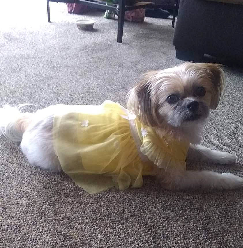 Mickie is registered to the contest to win money with this photo: canidae, carnivore, companion_dog, dog, dog_breed, dog_supply, fawn, flooring, fur, liver, paw, puppy_love, shih_poo, shih_tzu, small_terrier, snout, sporting_group, tail, terrier, toy_dog