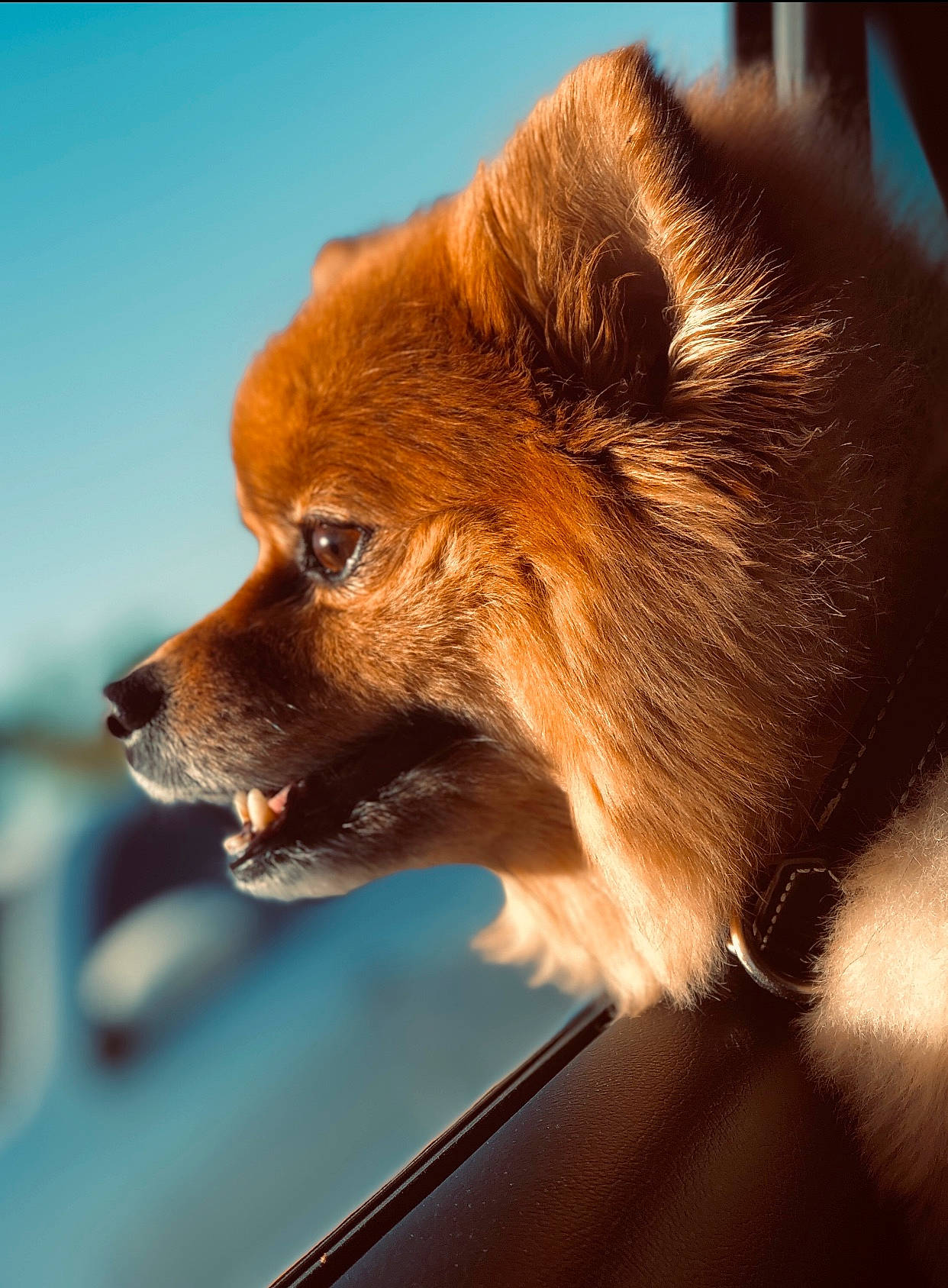 Scout is registered to the contest to win money with this photo: canidae, carnivore, companion_dog, dog, dog_breed, fawn, german_spitz, german_spitz_klein, german_spitz_mittel, mammal, non_sporting_group, pomeranian, snout, spitz, sporting_group, toy_dog, vertebrate, whiskers