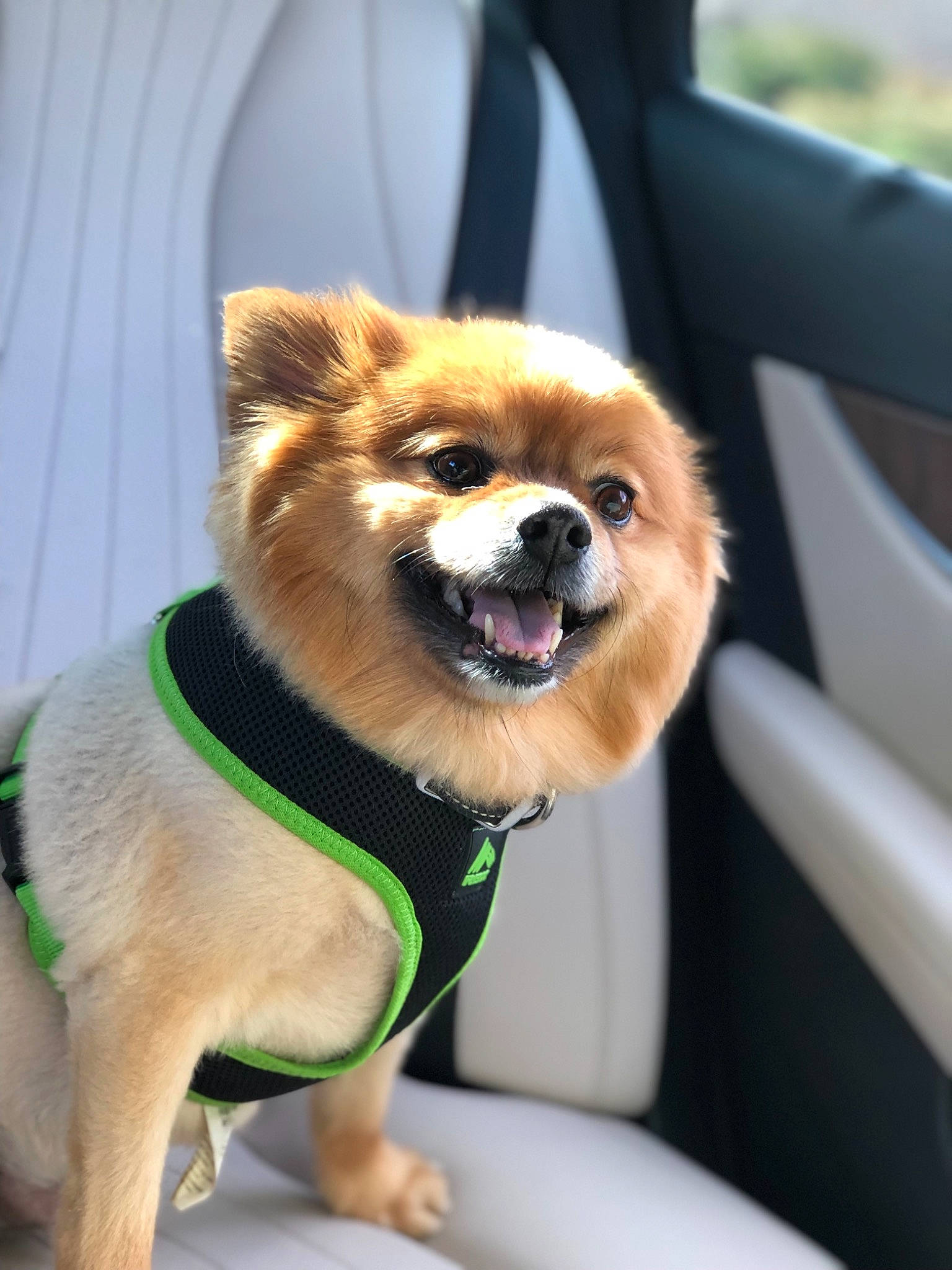 Scout joined the competition — help win amazing prizes! canidae, carnivore, companion_dog, dog, dog_breed, dog_clothes, fawn, mammal, non_sporting_group, pomeranian, puppy, snout, spitz, sporting_group, toy_dog, vertebrate