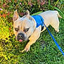 Thor participe au concours pour gagner de l'argent avec cette photo : animal, boxer, bulldog, canine, dog, flower, frenchbulldog, grass, herbal, herbs, nature, outdoors, pet, plant, pottedplant, puppy, purple, soil, vegetation, yard