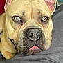 Thor participe au concours pour gagner de l'argent avec cette photo : animal, boxer, bulldog, canine, dog, frenchbulldog, pet, pitbull, puppy, snout