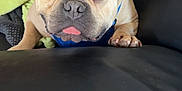 Thor a rejoint le concours — aidez-le/la à gagner de superbes lots ! adult, animal, armchair, boxer, bulldog, canine, chair, couch, cushion, dog, frenchbulldog, furniture, homedecor, male, man, person, pet, pitbull, puppy, sleeping