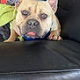 adult, animal, armchair, boxer, bulldog, canine, chair, couch, cushion, dog, frenchbulldog, furniture, homedecor, male, man, person, pet, pitbull, puppy, sleeping
