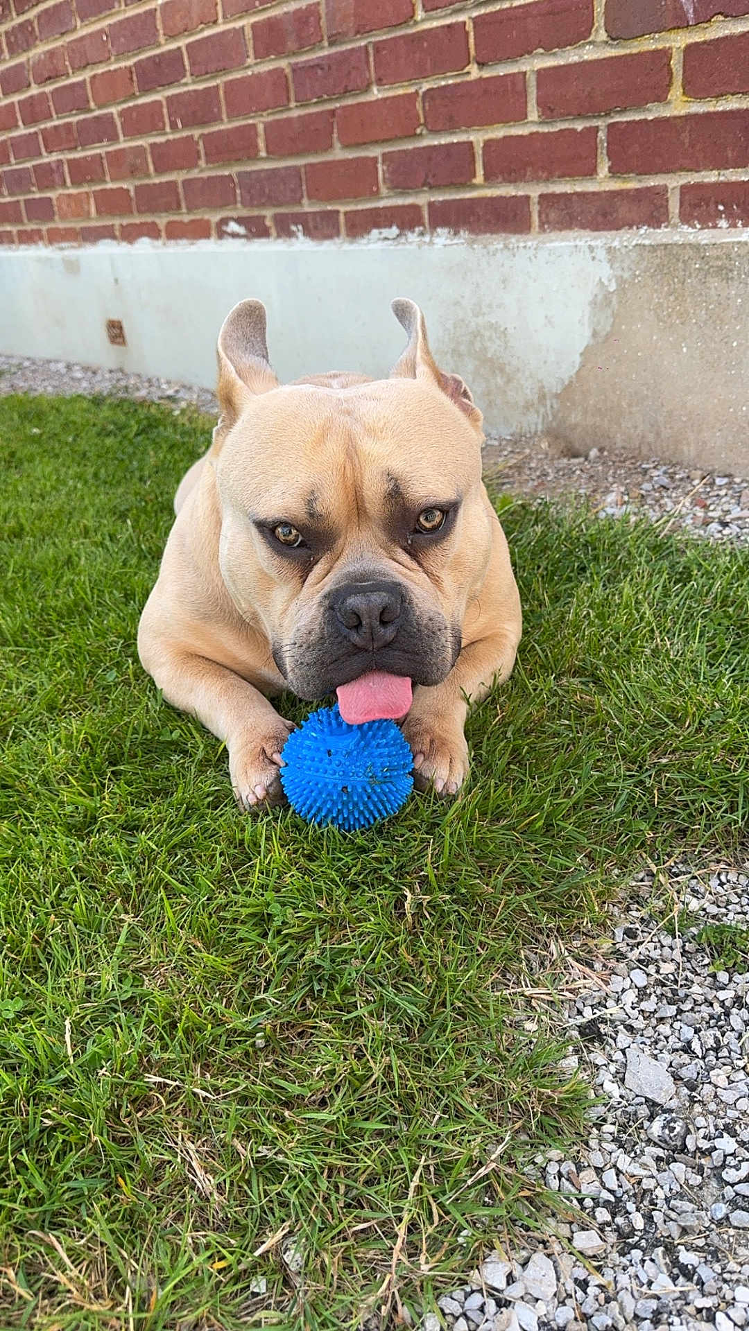 Thor a rejoint le concours — aidez-le/la à gagner de superbes lots ! animal, backyard, ball, brick, bulldog, canine, dog, football, frenchbulldog, grass, nature, outdoors, pet, plant, puppy, rock, soccer, soccerball, sphere, sport
