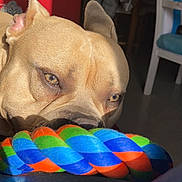Thor participe au concours pour gagner de l'argent avec cette photo : animal, boxer, bulldog, canine, couch, dog, face, frenchbulldog, furniture, head, hound, indoors, interiordesign, person, pet, photography, pitbull, portrait, puppy, toy