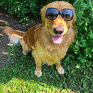 Ravioli joined the competition — help win amazing prizes! dog, golden_retriever, sunglasses, grass, greenery, outdoor, sunlight, pet, happy, tongue_out, canine, nature, leafy_plants, summer, animal, friendly, cute, smiling, fur, park