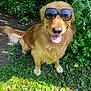 dog, golden_retriever, sunglasses, grass, greenery, outdoor, sunlight, pet, happy, tongue_out, canine, nature, leafy_plants, summer, animal, friendly, cute, smiling, fur, park