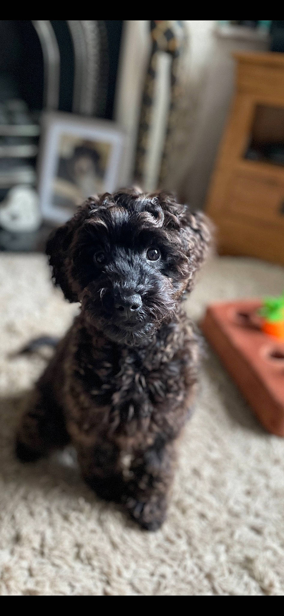 Dottie joined the competition — help win amazing prizes! canidae, carnivore, companion_dog, dog, dog_breed, fur, liver, maltepoo, non_sporting_group, poodle_crossbreed, puppy, shih_poo, small_terrier, terrestrial_animal, terrier, toy_dog, water_dog, whiskers, working_animal, yorkipoo
