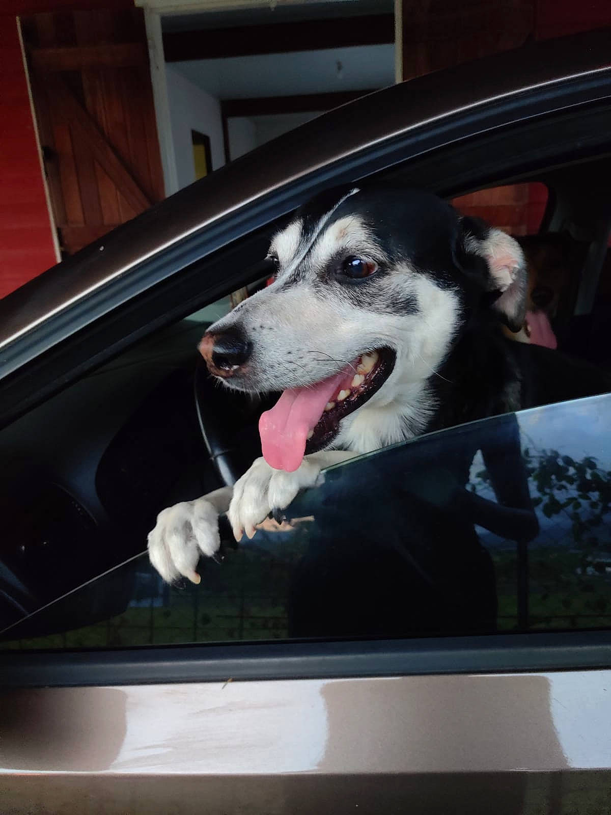 Fino a rejoint le concours — aidez-le/la à gagner de superbes lots ! auto_part, automotive_design, automotive_exterior, automotive_mirror, automotive_window_part, car, carnivore, companion_dog, dog, dog_breed, door, family_car, fang, luxury_vehicle, motor_vehicle, plant, vehicle, vehicle_door, window, windshield