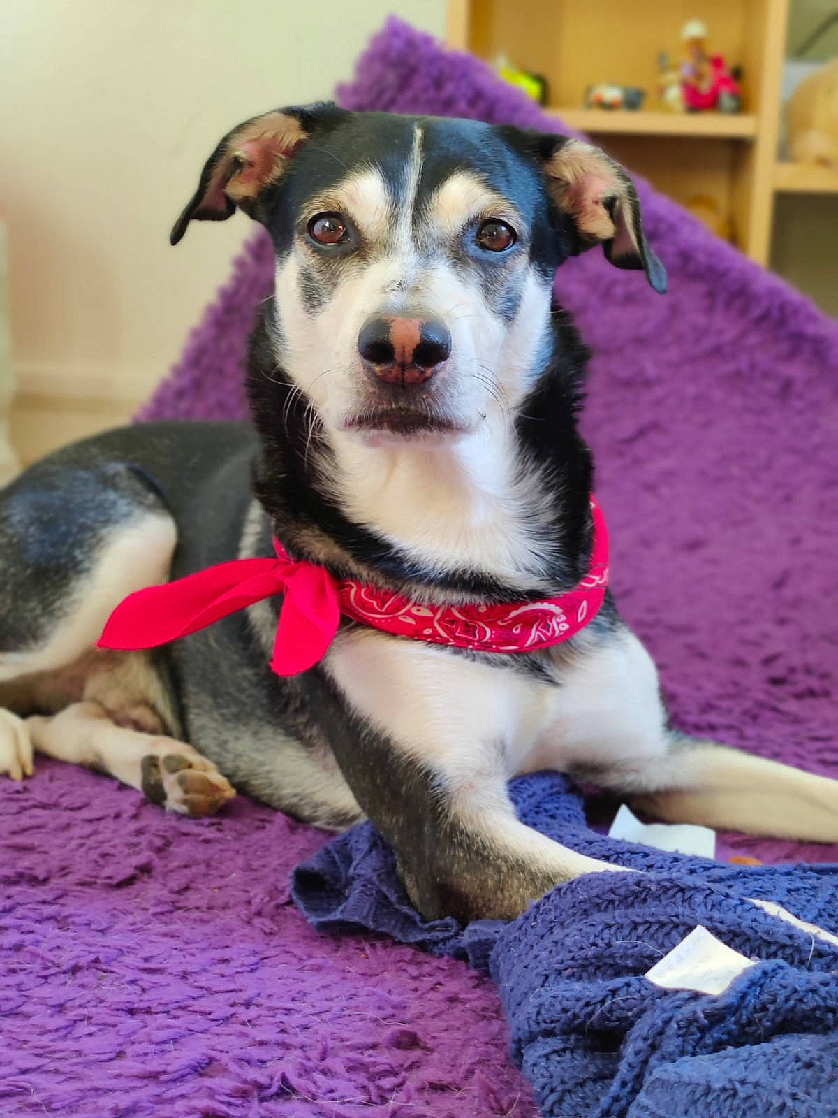 Fino participe au concours pour gagner de l'argent avec cette photo : ancient_dog_breeds, bookcase, carnivore, collar, companion_dog, couch, dog, dog_breed, dog_clothes, dog_supply, fashion_accessory, fawn, fur, leash, pet_supply, purple, shelf, whiskers, working_animal, working_dog