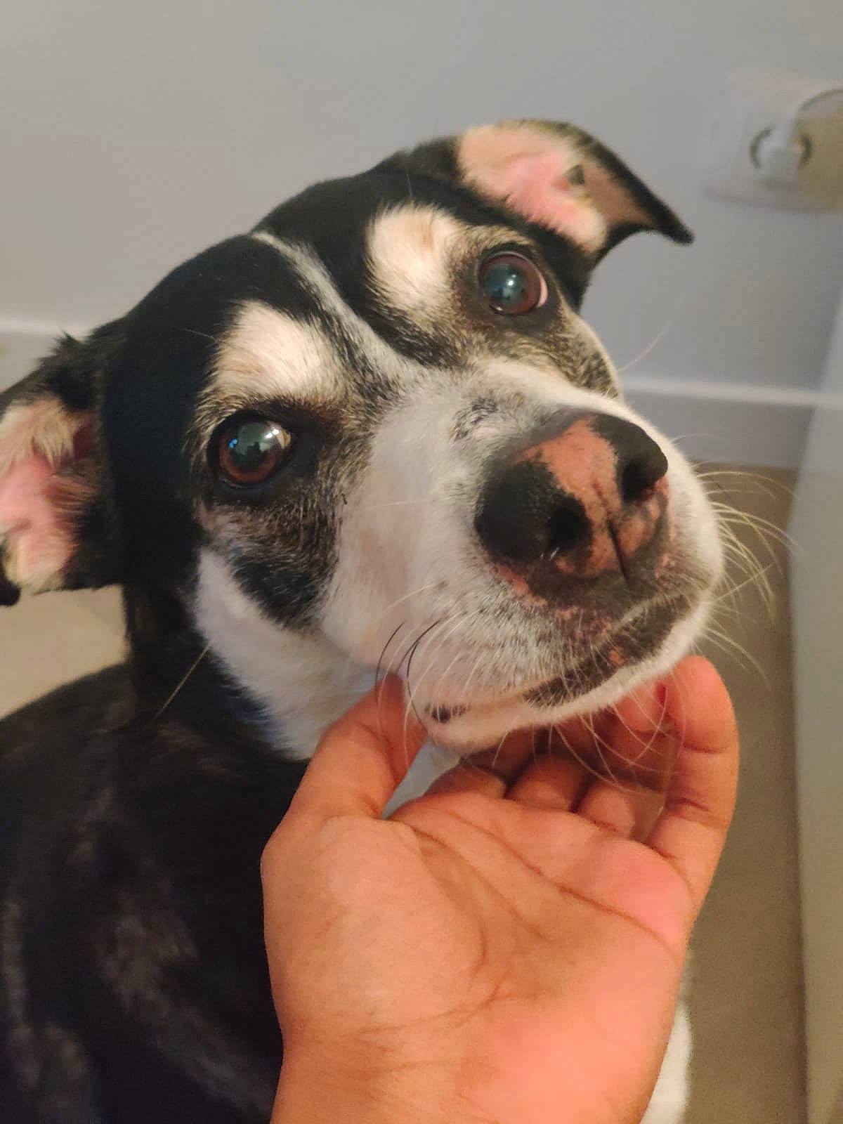 Fino a rejoint le concours — aidez-le/la à gagner de superbes lots ! canidae, carnivore, companion_dog, dog, dog_breed, eye, foot, fur, head, jaw, nail, non_sporting_group, paw, sled_dog, snout, sporting_group, street_dog, whiskers, working_animal, working_dog