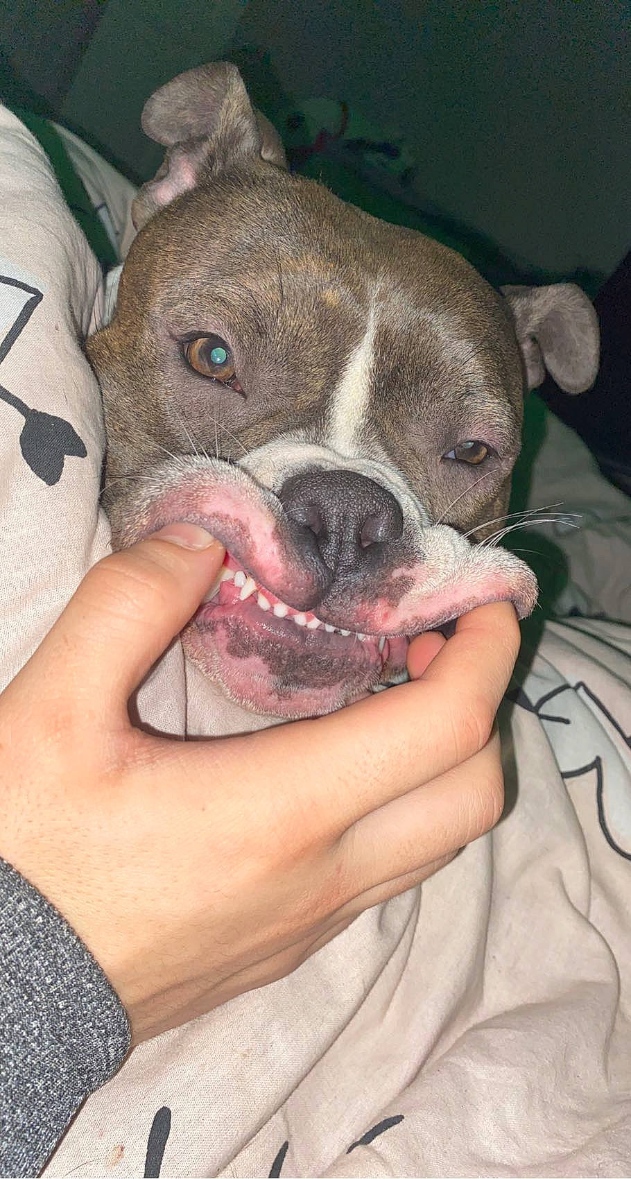 Ruby participe au concours pour gagner de l'argent avec cette photo : boston_terrier, canidae, carnivore, comfort, companion_dog, dog, dog_breed, ear, fawn, fur, jaw, nail, paw, puppy_love, snout, sporting_group, toy_dog, whiskers, working_animal, wrinkle