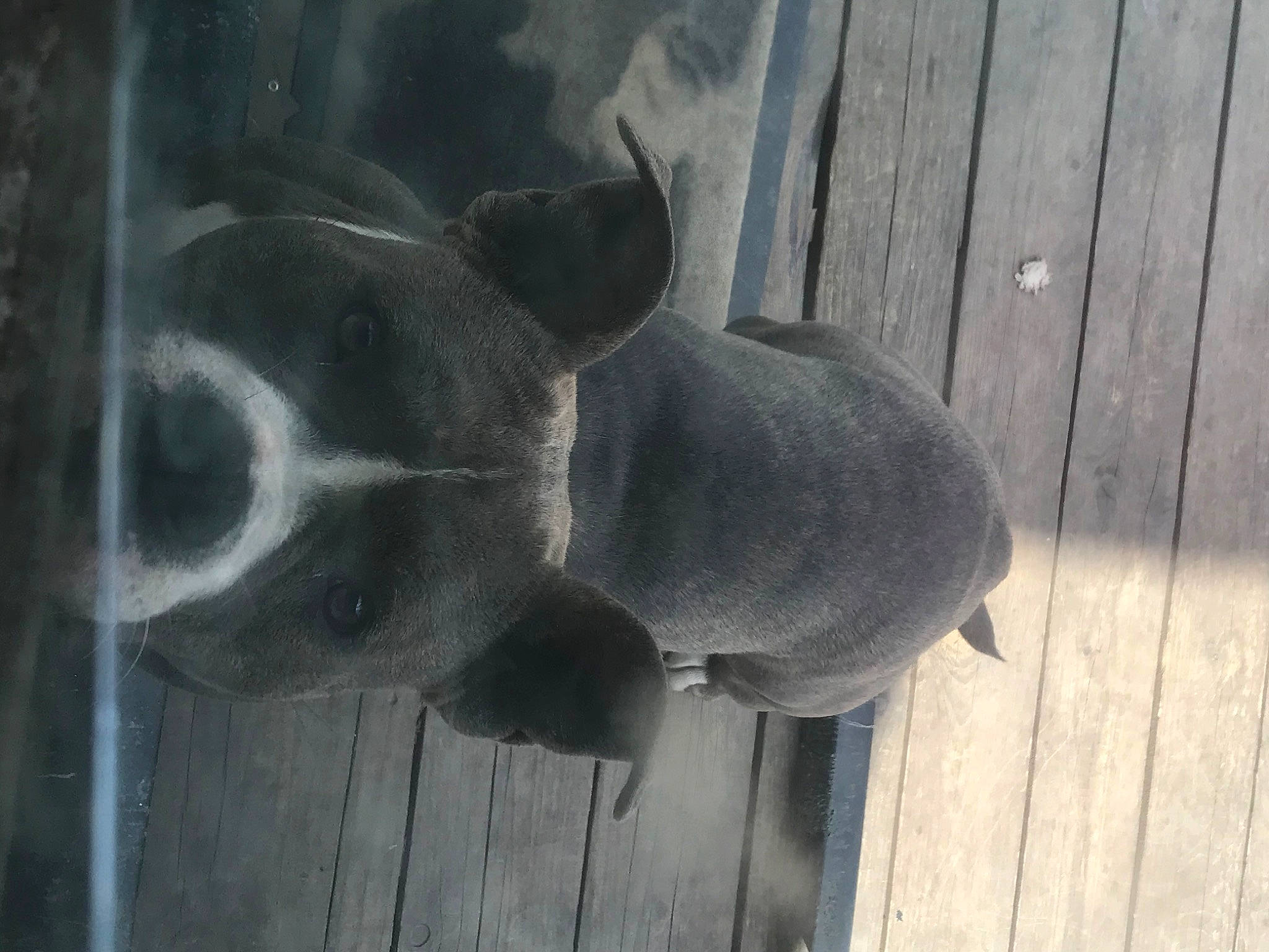 Ruby a rejoint le concours — aidez-le/la à gagner de superbes lots ! art, carnivore, dog_breed, fawn, fur, grey, hardwood, plank, snout, tail, terrestrial_animal, wood, working_animal