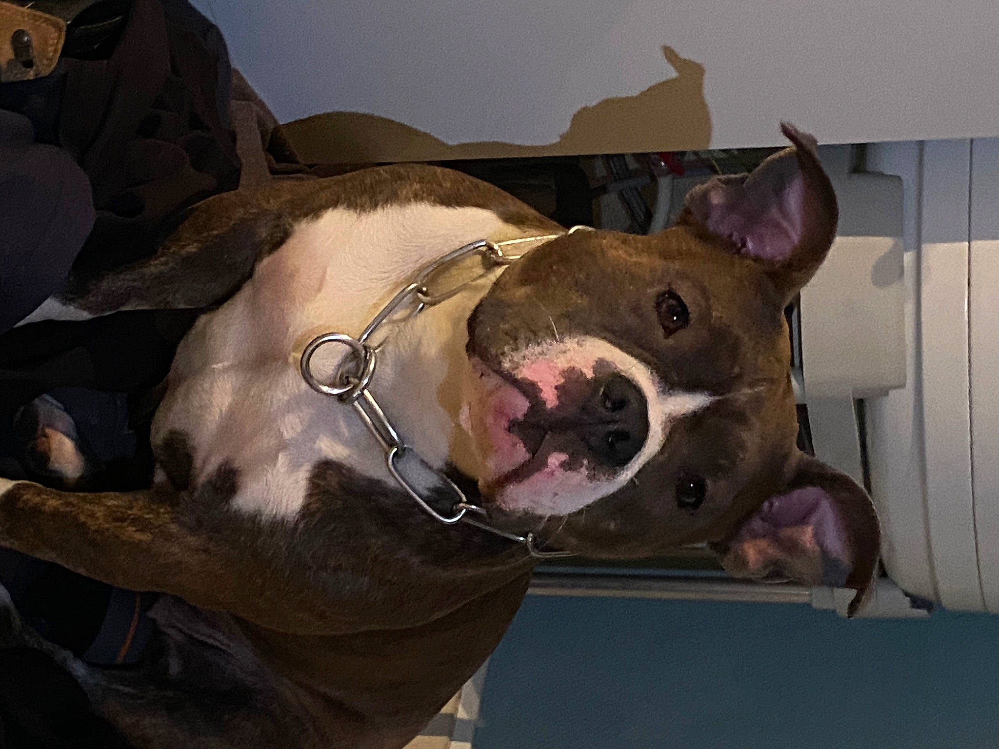 Ruby participe au concours pour gagner de l'argent avec cette photo : bull_and_terrier, bull_terrier, canidae, carnivore, collar, companion_dog, dog, dog_breed, ear, english_white_terrier, fang, fawn, fur, guard_dog, jaw, non_sporting_group, snout, sporting_group, whiskers, working_animal