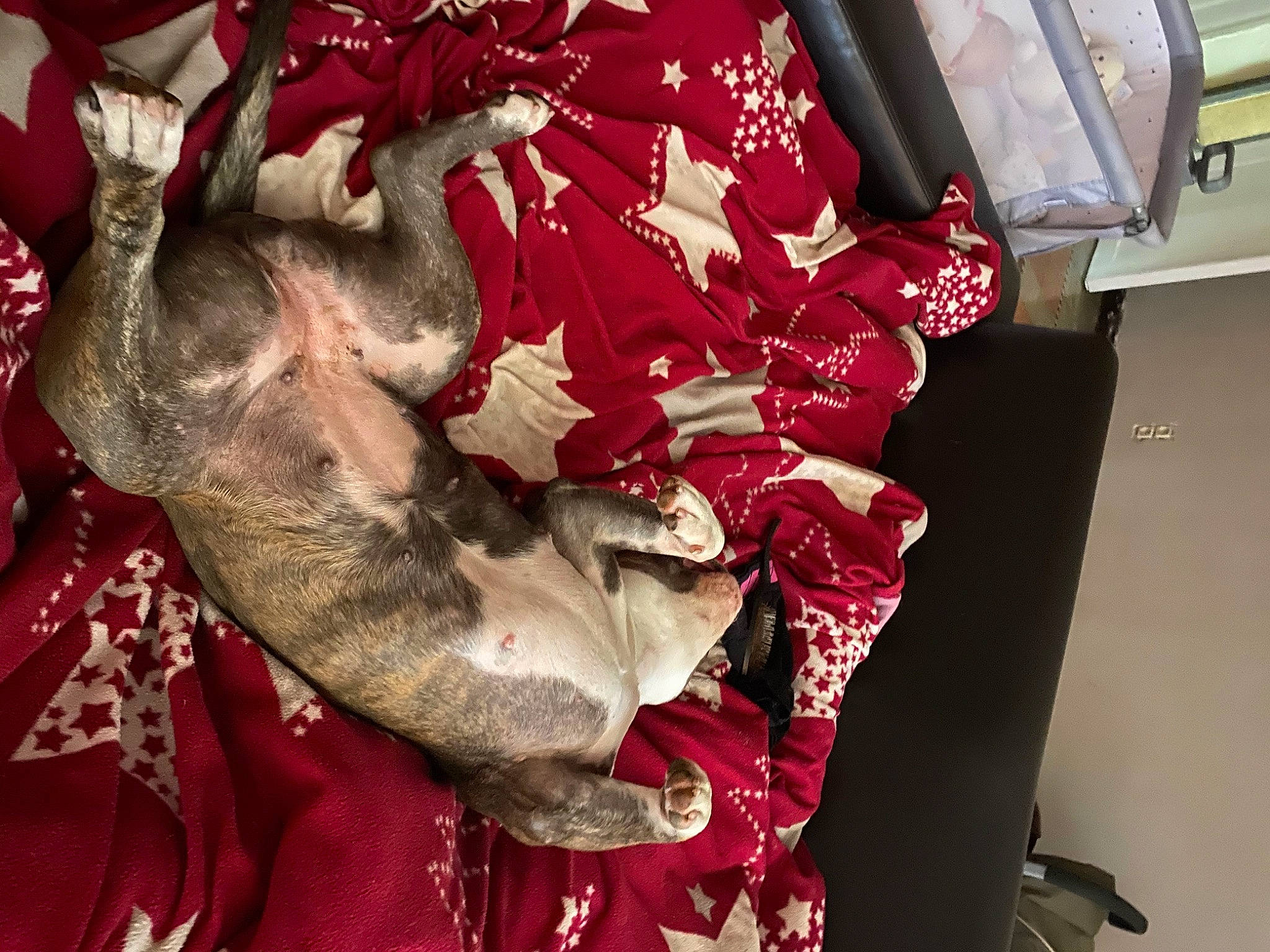 Ruby a rejoint le concours — aidez-le/la à gagner de superbes lots ! art, carmine, fictional_character, flesh, fur, linens, meat, room, tradition