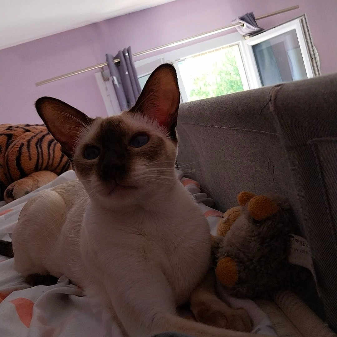 Odyssée a rejoint le concours — aidez-le/la à gagner de superbes lots ! animal, architecture, bed, building, canine, cat, couch, cushion, face, furniture, head, homedecor, indoors, livingroom, person, pet, photography, portrait, room, siamese