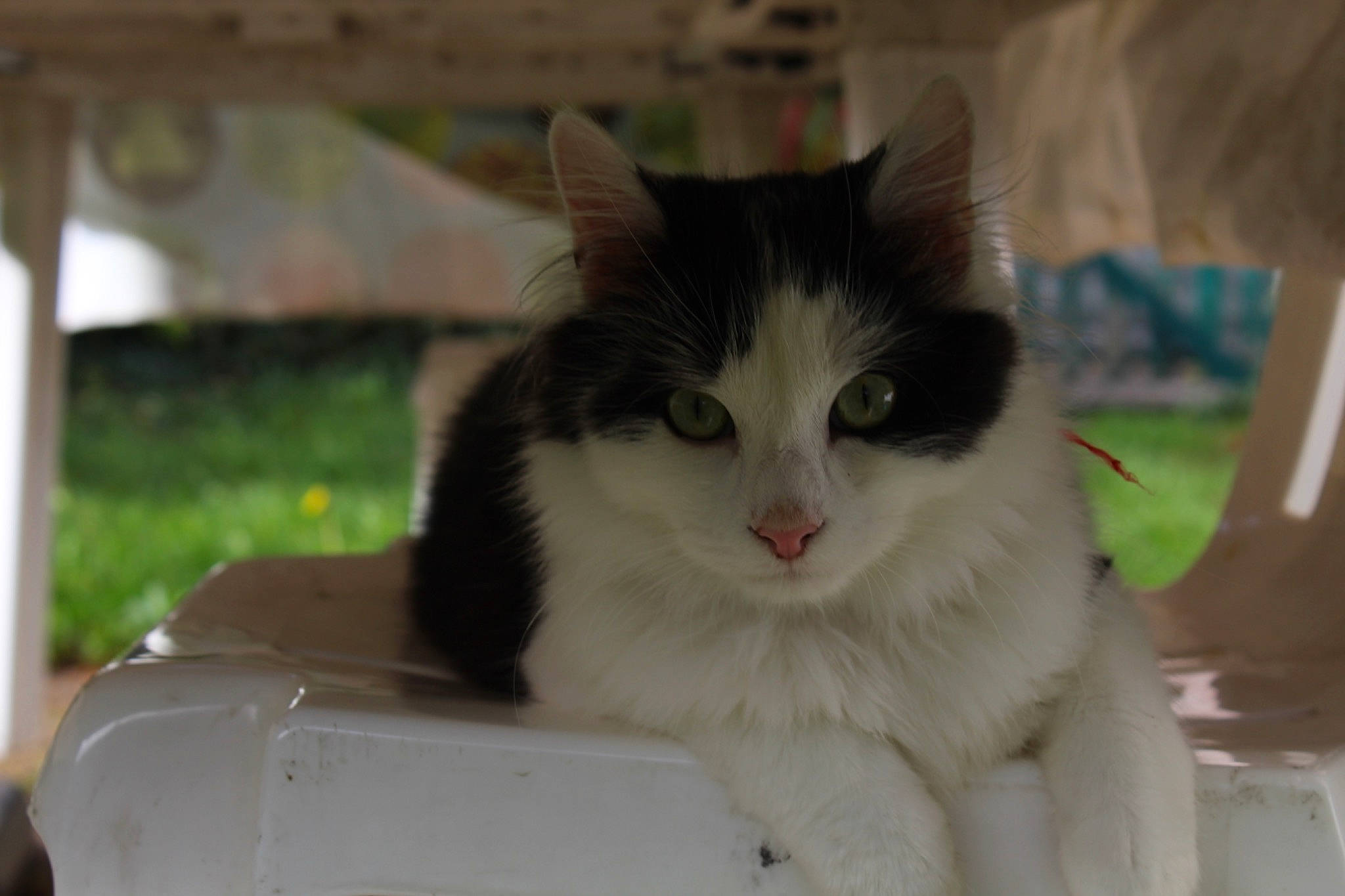 Léopold a rejoint le concours — aidez-le/la à gagner de superbes lots ! aegean_cat, black_and_white, carnivore, cat, domestic_short_haired_cat, european_shorthair, eye, felidae, fur, kitten, norwegian_forest_cat, polydactyl_cat, ragamuffin, small_to_medium_sized_cats, snout, turkish_van, whiskers, window