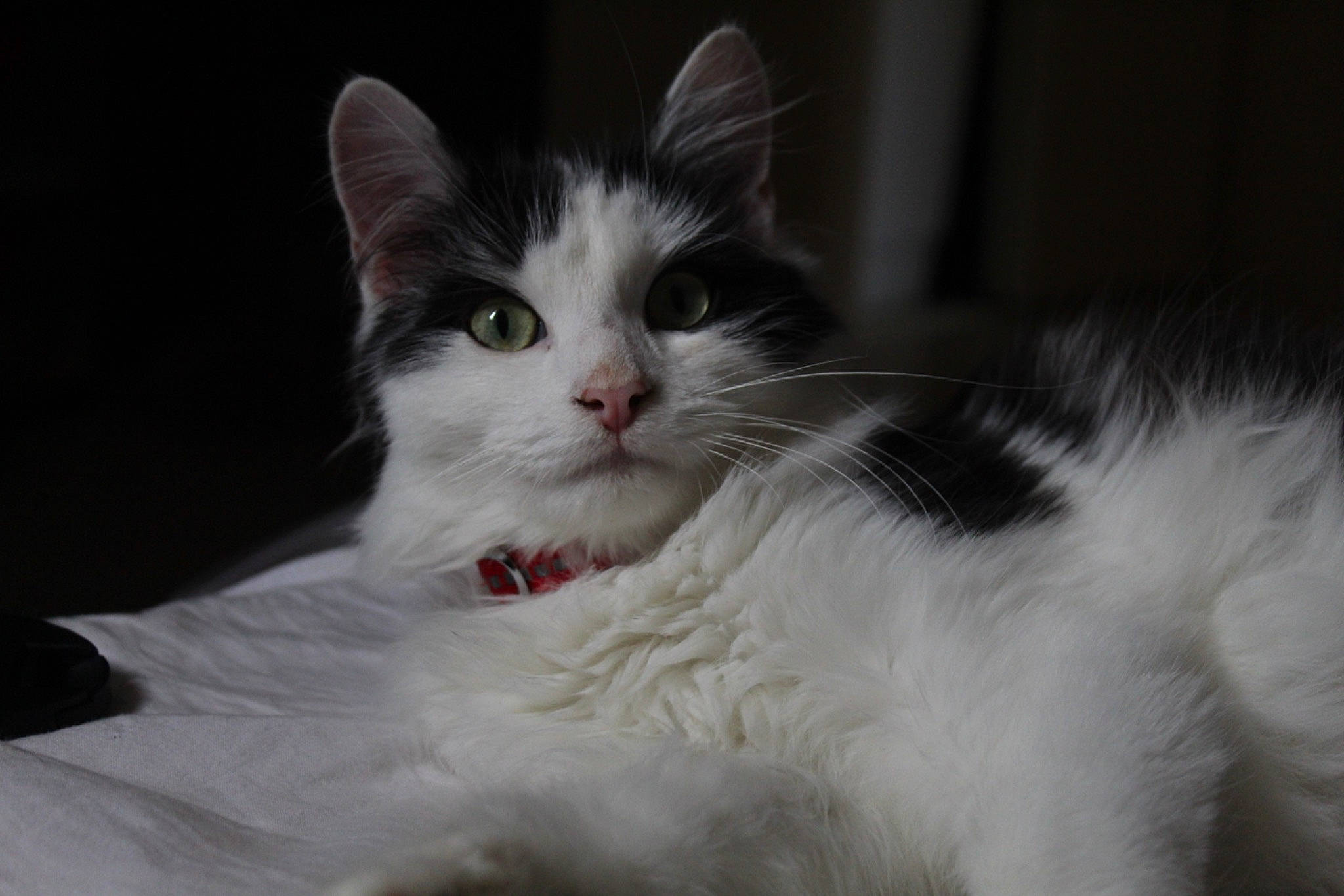 Léopold a rejoint le concours — aidez-le/la à gagner de superbes lots ! aegean_cat, black_and_white, carnivore, cat, domestic_long_haired_cat, ear, eye, felidae, fur, kitten, mammal, norwegian_forest_cat, nose, ragamuffin, ragdoll, small_to_medium_sized_cats, snout, turkish_angora, turkish_van, whiskers