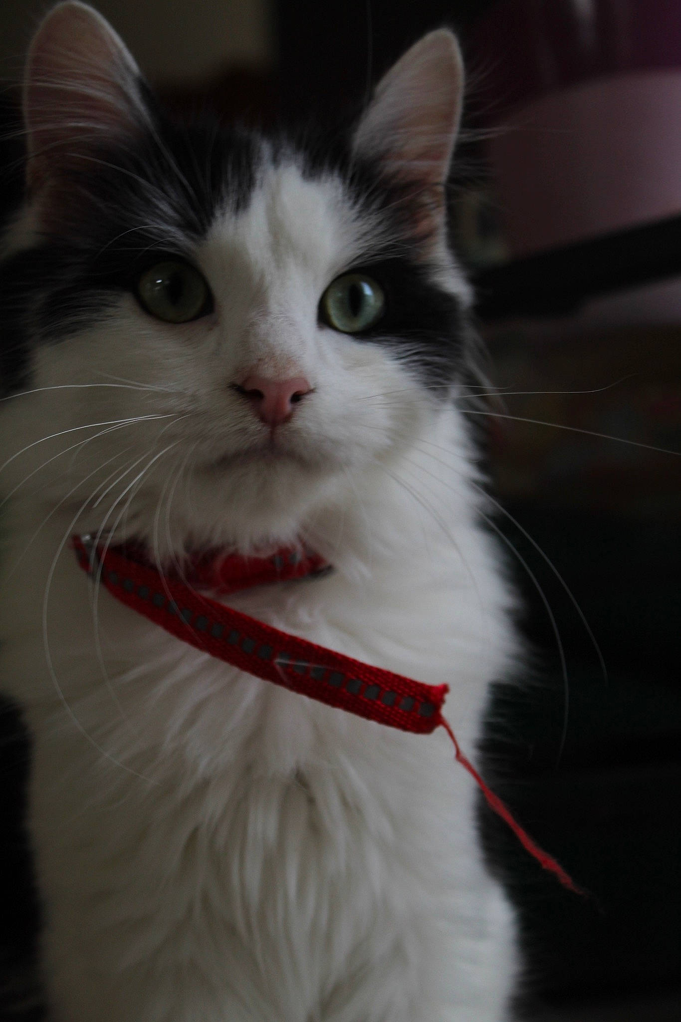 Léopold participe au concours pour gagner de l'argent avec cette photo : aegean_cat, black_and_white, carnivore, cat, domestic_short_haired_cat, eye, felidae, fur, kitten, mammal, norwegian_forest_cat, nose, small_to_medium_sized_cats, snout, turkish_van, vertebrate, whiskers