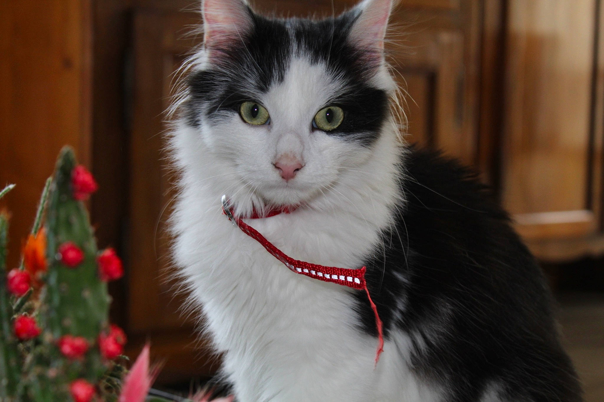 Léopold participe au concours pour gagner de l'argent avec cette photo : aegean_cat, american_wirehair, carnivore, cat, domestic_long_haired_cat, domestic_short_haired_cat, eye, felidae, fur, kitten, mammal, norwegian_forest_cat, plant, small_to_medium_sized_cats, snout, tree, turkish_angora, whiskers, white, window