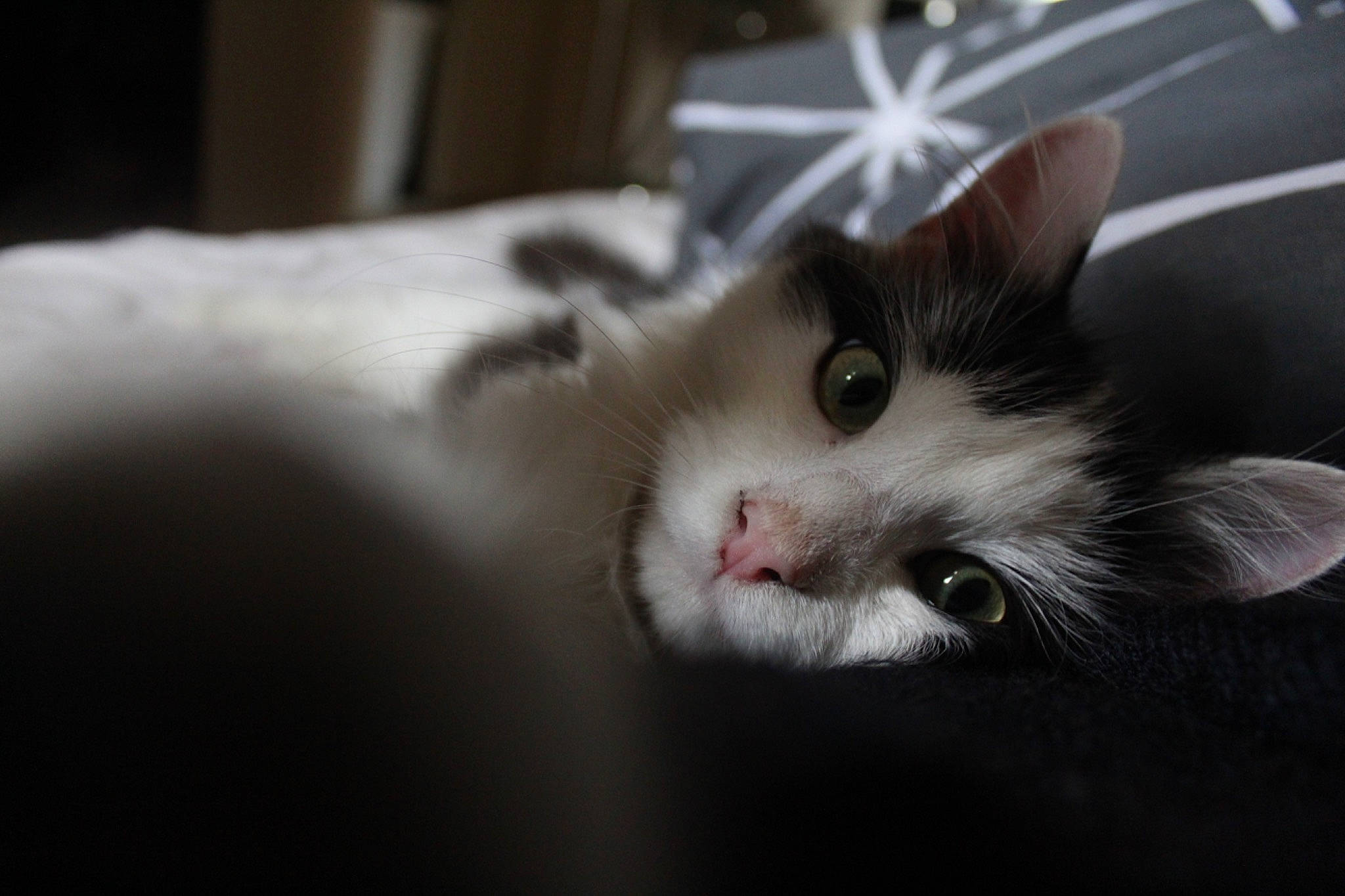 Léopold a rejoint le concours — aidez-le/la à gagner de superbes lots ! black_and_white, carnivore, cat, domestic_short_haired_cat, ear, eye, felidae, fur, kitten, mammal, norwegian_forest_cat, nose, ragdoll, small_to_medium_sized_cats, snout, turkish_van, whiskers