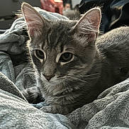 Hades is registered to the contest to win money with this photo: cat, tabby_cat, gray_cat, pet, animal, feline, whiskers, ears, fur, blanket, soft_texture, indoor, resting, close_up, cute, domestic_animal, cozy, relaxed, sleepy, comfort