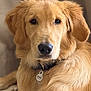 dog, golden_retriever, pet, animal, collar, fur, portrait, indoor, close_up, canine, domestic_animal, mammal, cute, friendly, companion, looking_at_camera, ears, nose, whiskers, tag