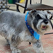 Chester joined the competition — help win amazing prizes! dog, schnauzer, pet, canine, gray_fur, bandana, outdoor, side_view, walking, paw, fur, animal, domestic_animal, collar, mammal, friendly, chair, patio, leisure, cute