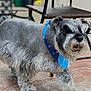 animal, bandana, canine, chair, collar, cute, dog, domestic_animal, friendly, fur, gray_fur, leisure, mammal, outdoor, patio, paw, pet, schnauzer, side_view, walking