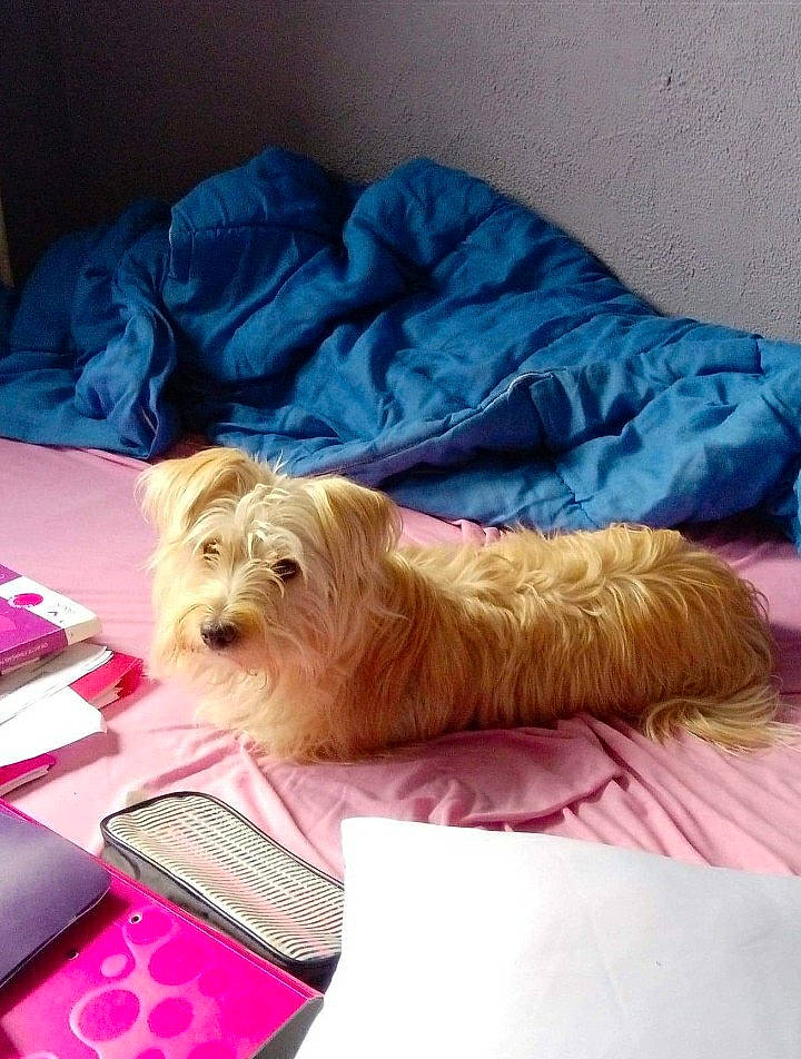 Djouk a rejoint le concours — aidez-le/la à gagner de superbes lots ! canidae, carnivore, comfort, companion_dog, dog, dog_breed, dog_supply, fawn, fur, liver, non_sporting_group, pet_supply, small_terrier, snout, sporting_group, terrier, toy_dog, working_animal, yorkipoo, yorkshire_terrier