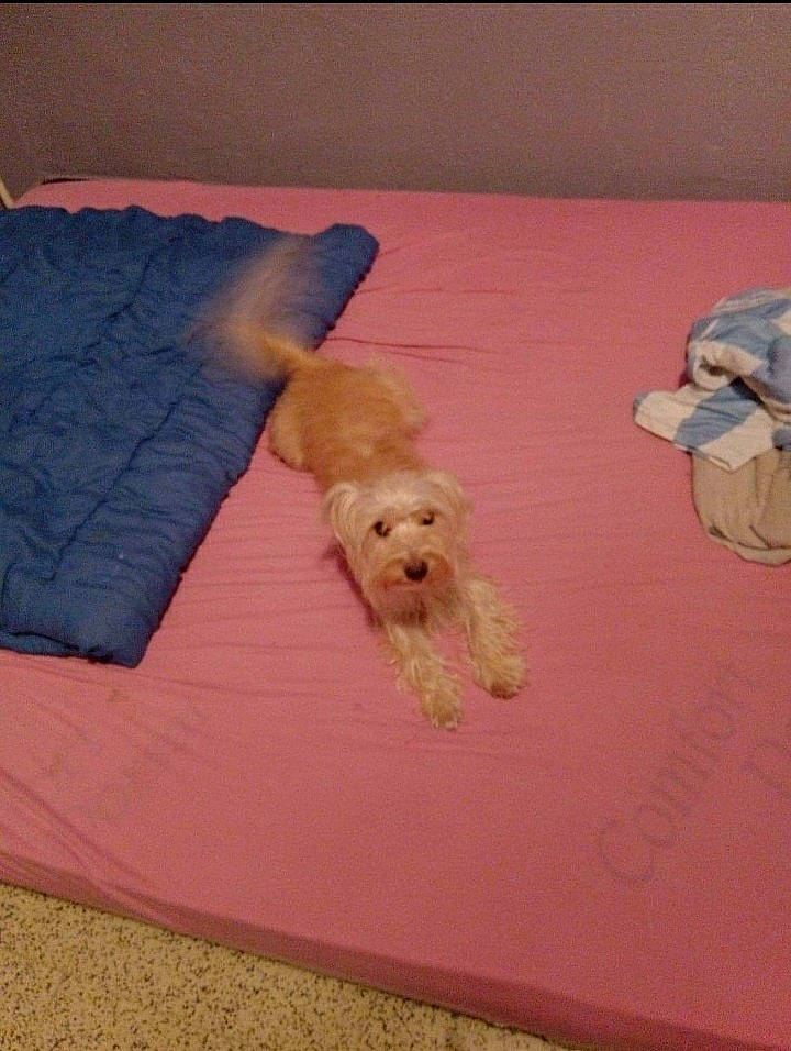 Djouk a rejoint le concours — aidez-le/la à gagner de superbes lots ! canidae, carnivore, comfort, companion_dog, dog, dog_breed, dog_supply, fawn, flooring, hardwood, linens, paw, pillow, room, sporting_group, terrier, throw_pillow, toy_dog, wood, working_animal