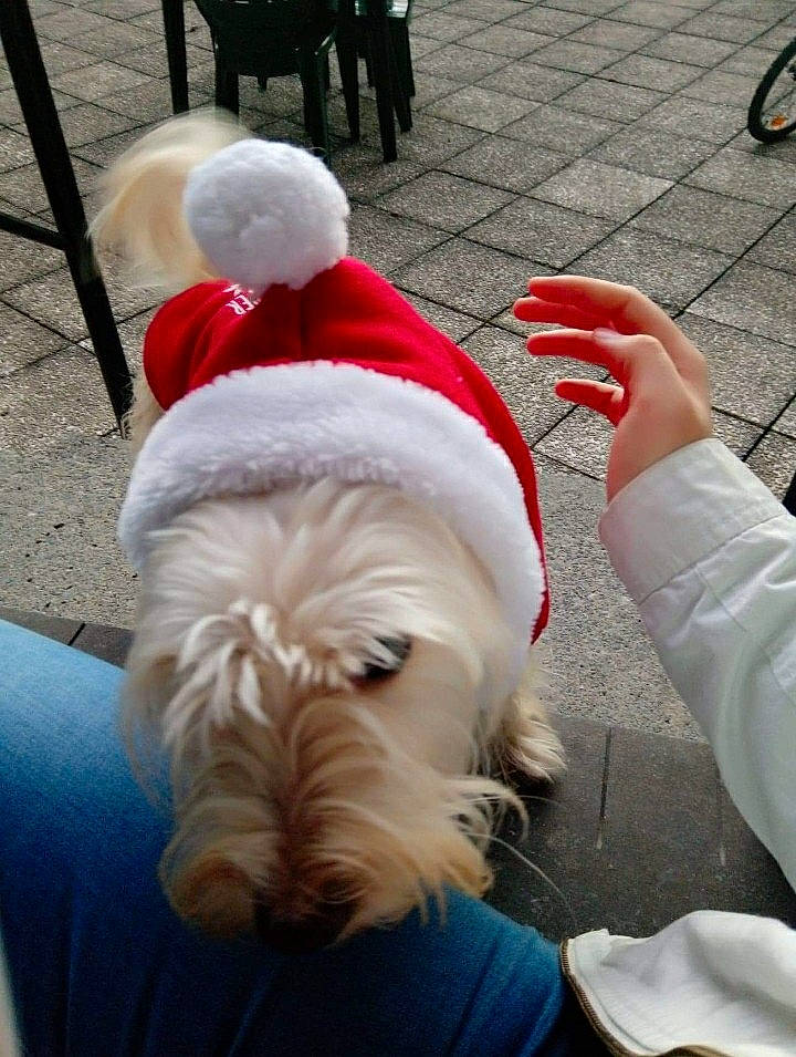 Djouk a rejoint le concours — aidez-le/la à gagner de superbes lots ! canidae, carnivore, christmas, collar, companion_dog, dog, dog_breed, dog_collar, dog_supply, fur, fur_clothing, green, hat, santa_claus, small_terrier, snout, sporting_group, toy_dog, white, working_animal