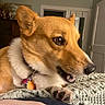 Millie is registered to the contest to win money with this photo: dog, pet, tan_dog, white_fur, close_up, portrait, animal, canine, pointed_ears, brown_eyes, black_nose, collar, tags, paw, knitted_blanket, bed, indoor, home, warm_lighting, cozy