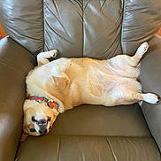 Millie joined the competition — help win amazing prizes! dog, pet, animal, upside_down, lying_down, relaxed, smiling, open_mouth, teeth, tan_fur, white_fur, collar, leather_chair, recliner, indoor, furniture, funny, sleeping, portrait, cozy